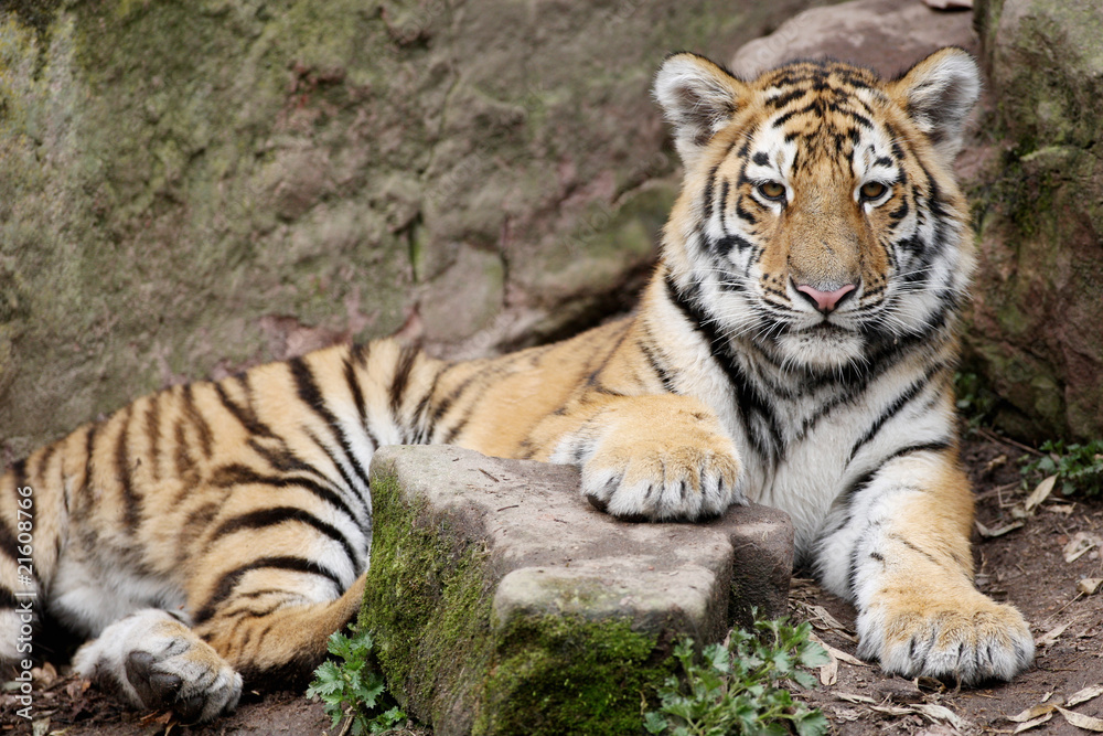 Fototapeta premium Sibirischer Tiger