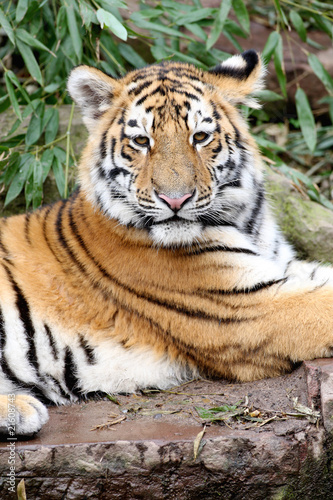Sibirischer Tiger © Sven Grundmann