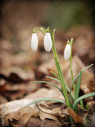 Snowdrops - Galanthus nivalis