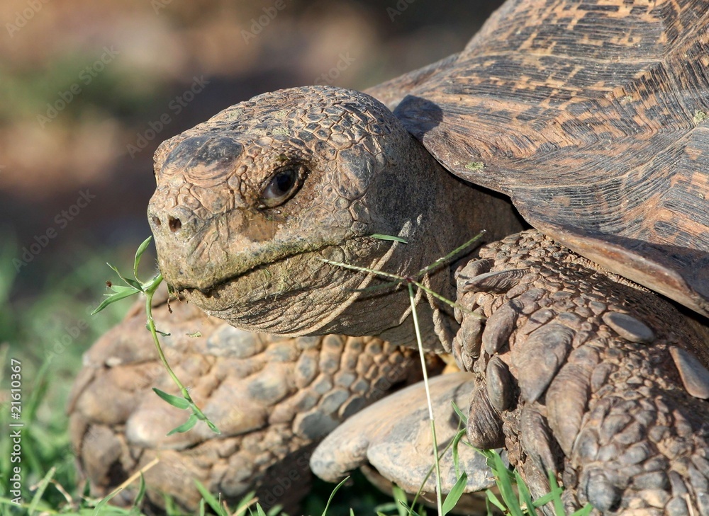 Obraz premium Leopard Tortoise Eating