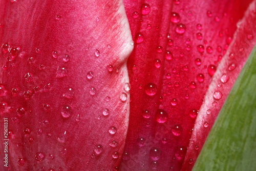macro view of tulip spinkled with drops of water photo