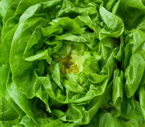 Closeup of green lettuce