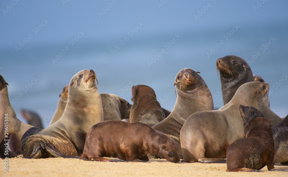 Fototapeta premium Group of sea lions on the beach