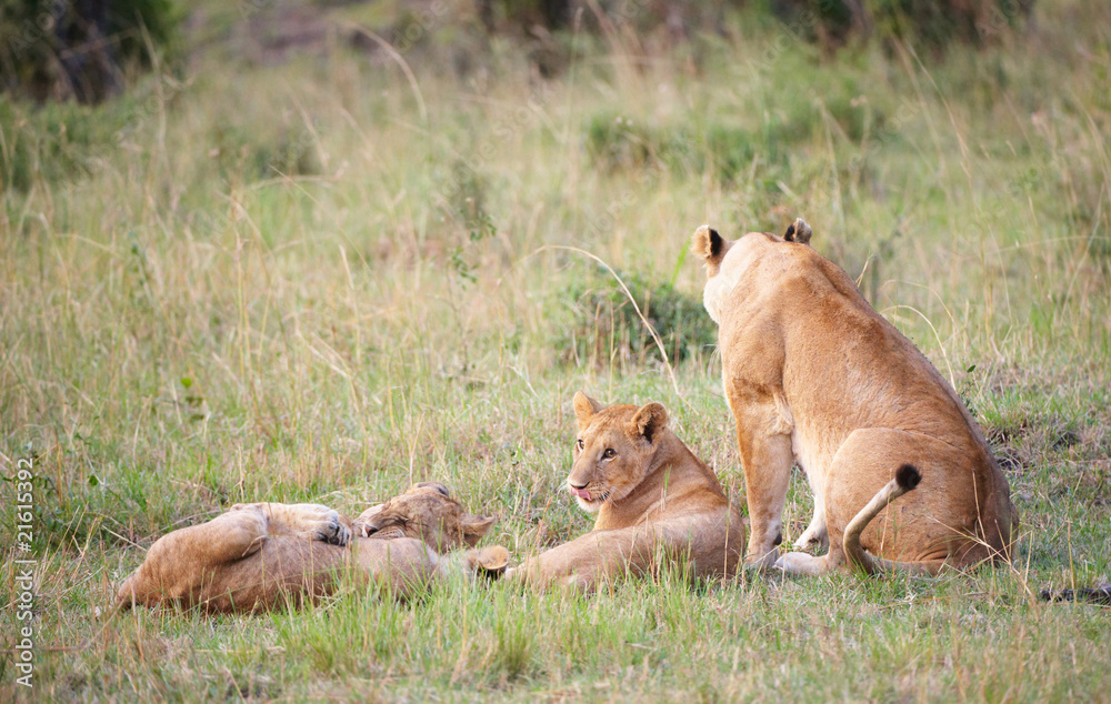 Lion cubs (panthera leo) with their mother