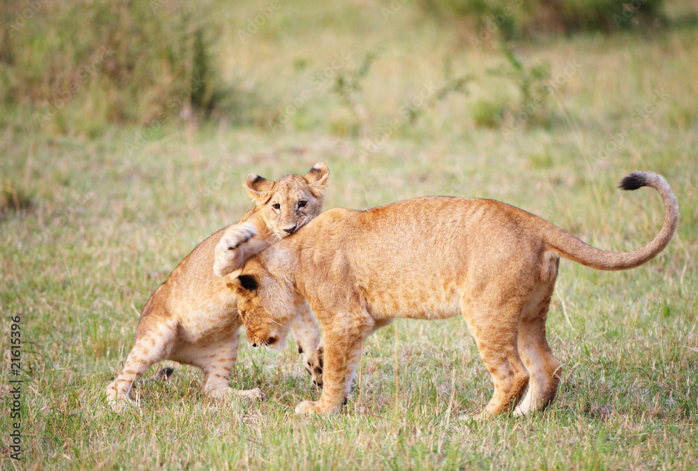 Naklejka premium Lion cub (panthera leo) close-up
