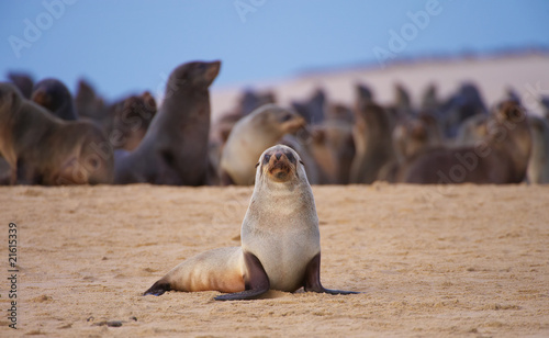 Group of sea lions on the beach photo