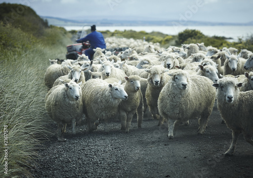 flock of sheep on a road with shepherd