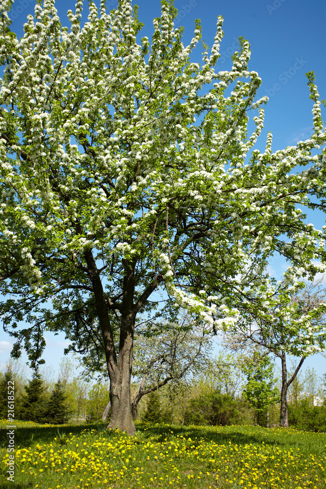 Apple tree