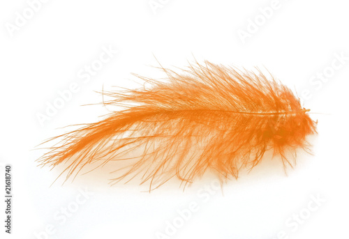 Orange feather over white background
