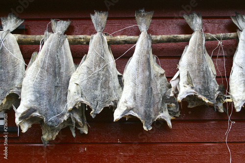 lofoten stockfish 5