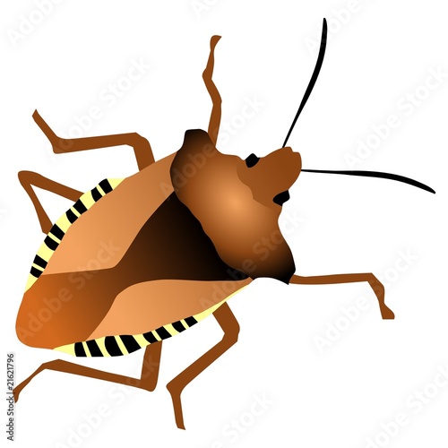 Forest bug