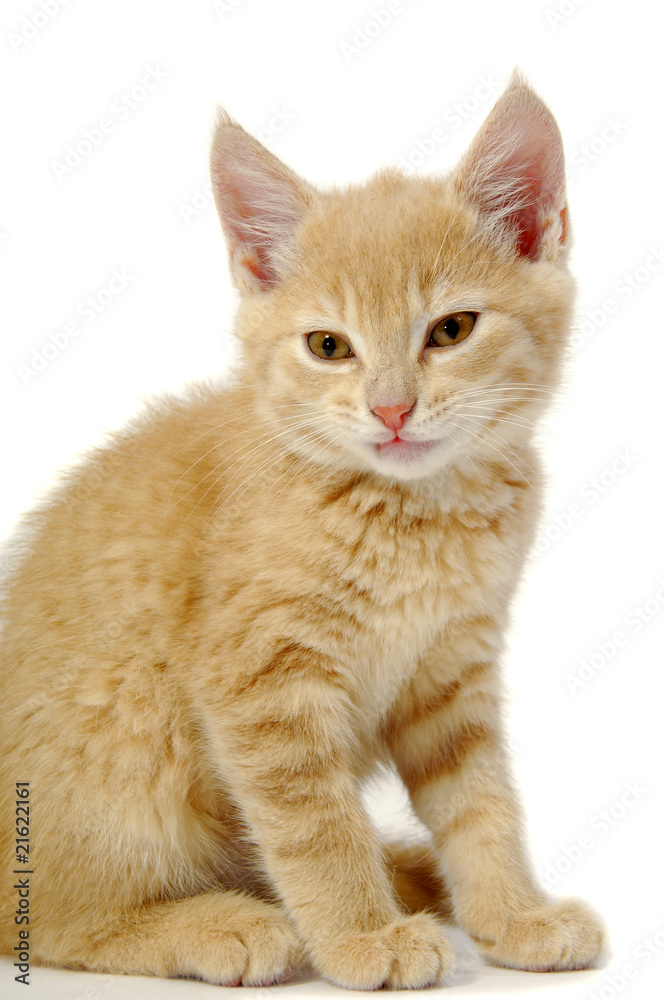 Kitten on white background