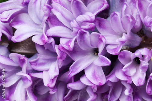 hyacinth