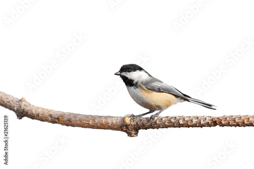profile of a chickadee perched on pine branch photo