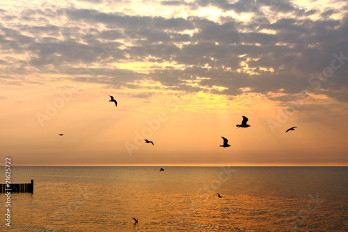 Flying seagulls on golden sunset