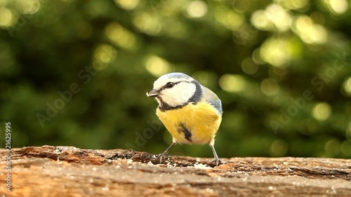 Blue Tit (Cyanistes caeruleus) - Afternoon snack