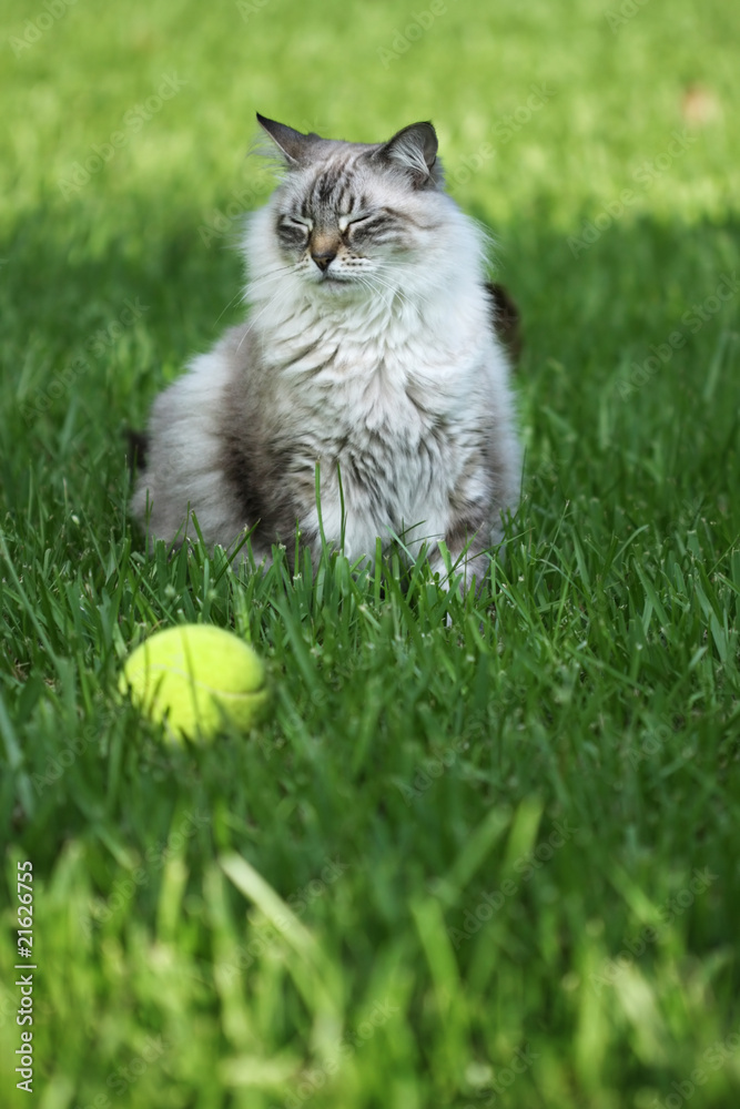 Naklejka premium beautiful cat that won't fetch
