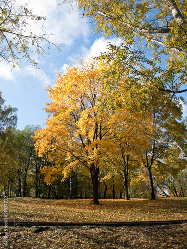 Yellow and orange autumn foliage in the park photo