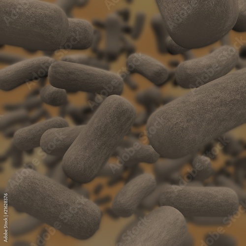 Bacteria