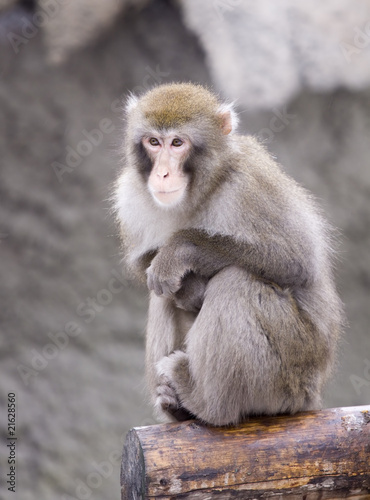 Japanese macaque © Sergey Lavrentev