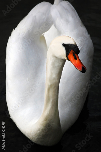 Swan's front