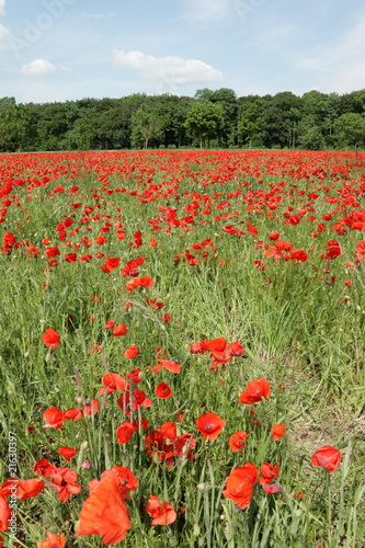 Champ de coquelicot,Somme
