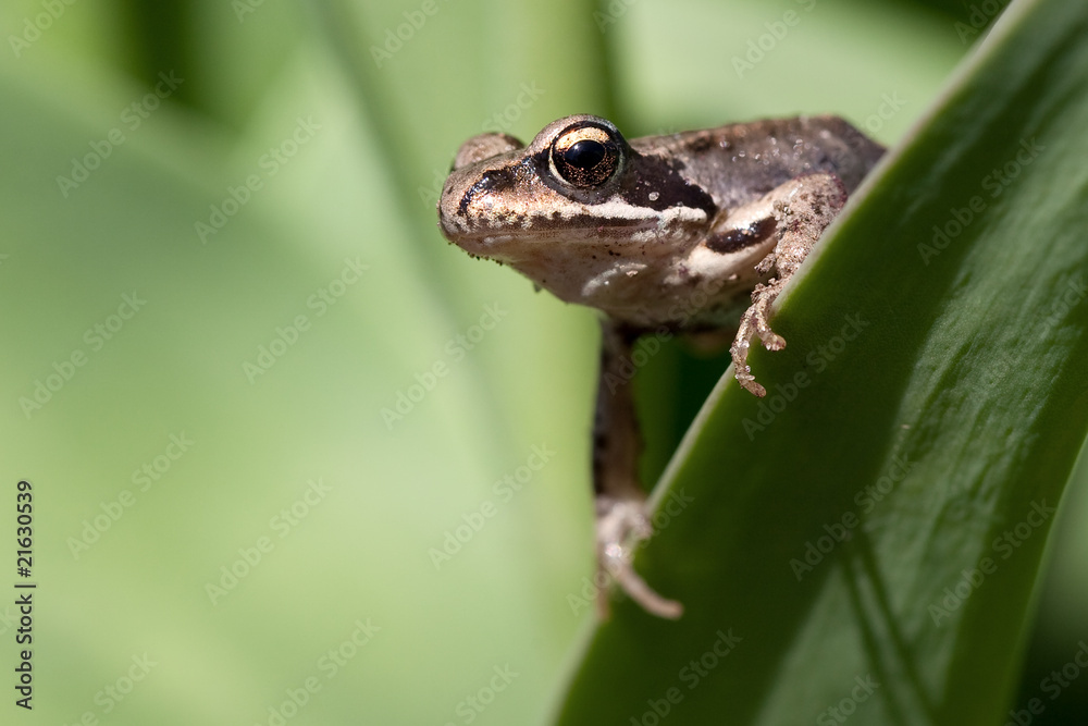 Fototapeta premium Curious