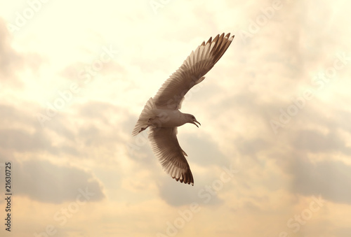 Seagull © olly