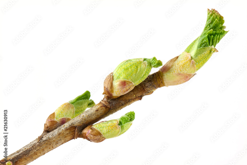 Obraz premium Currant buds
