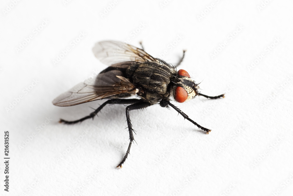 House fly (Muscidae Domestica) House fly (Muscidae Domestica)