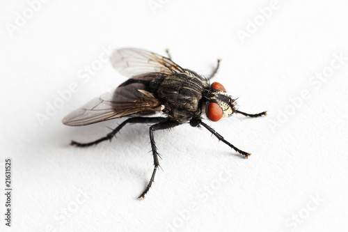 House fly (Muscidae Domestica)