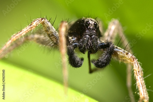 Wolf spider (Lycosidae)