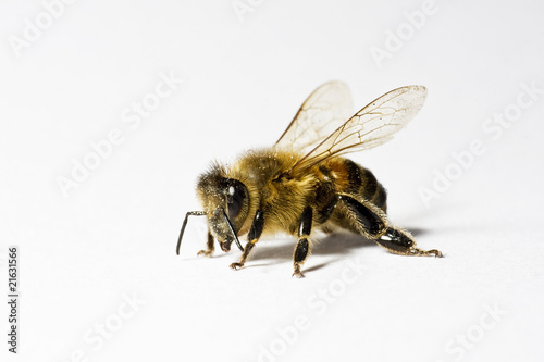 Worker honey bee (apis) with pollen,