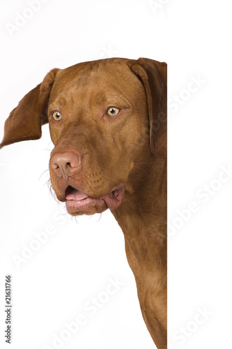 Wallpaper Mural peeking do0g Torontodigital.ca