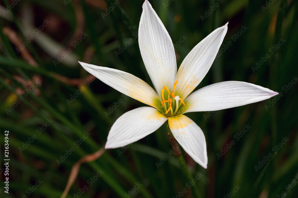 Fototapeta premium Rain Lily