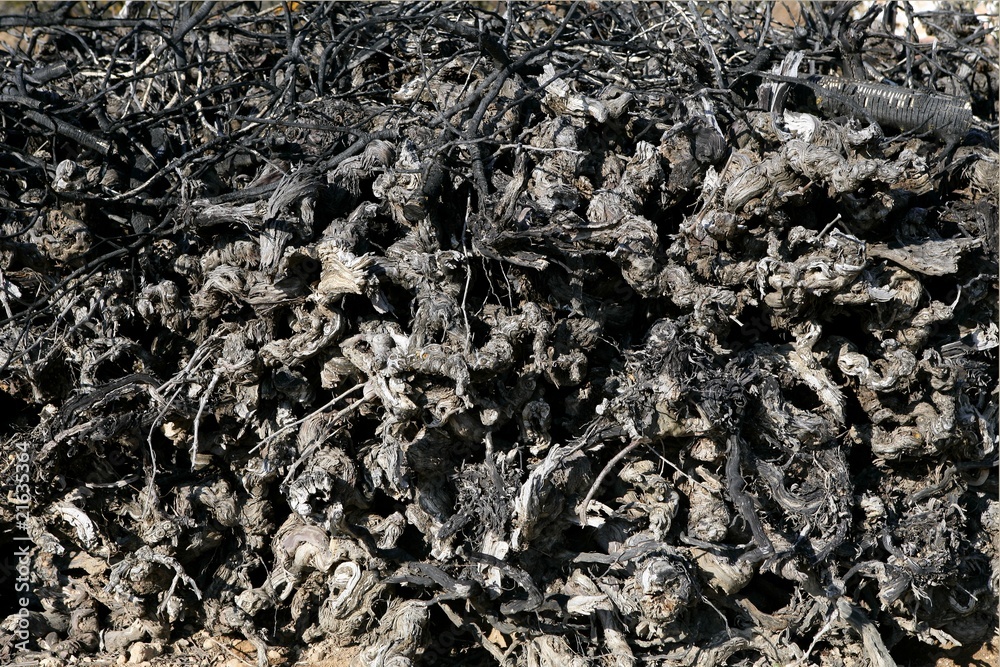 Aged dried vineyard stacked trunk firewood Aged dried vineyard stacked trunk firewood