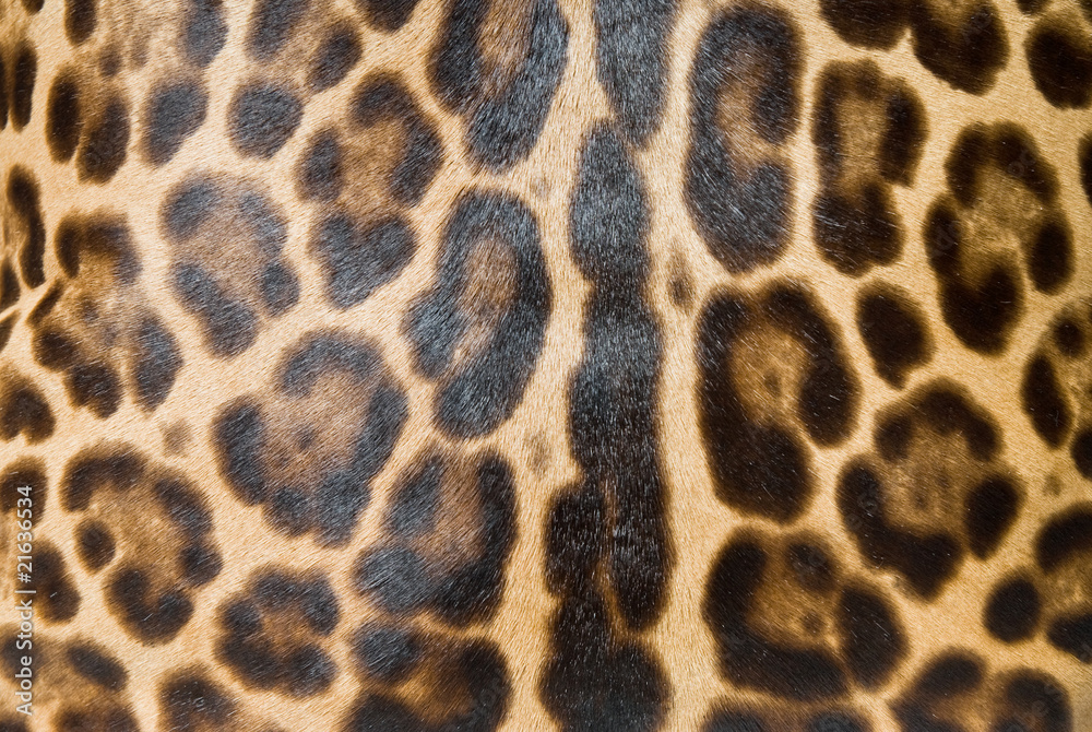Leopard skin background Leopard skin background