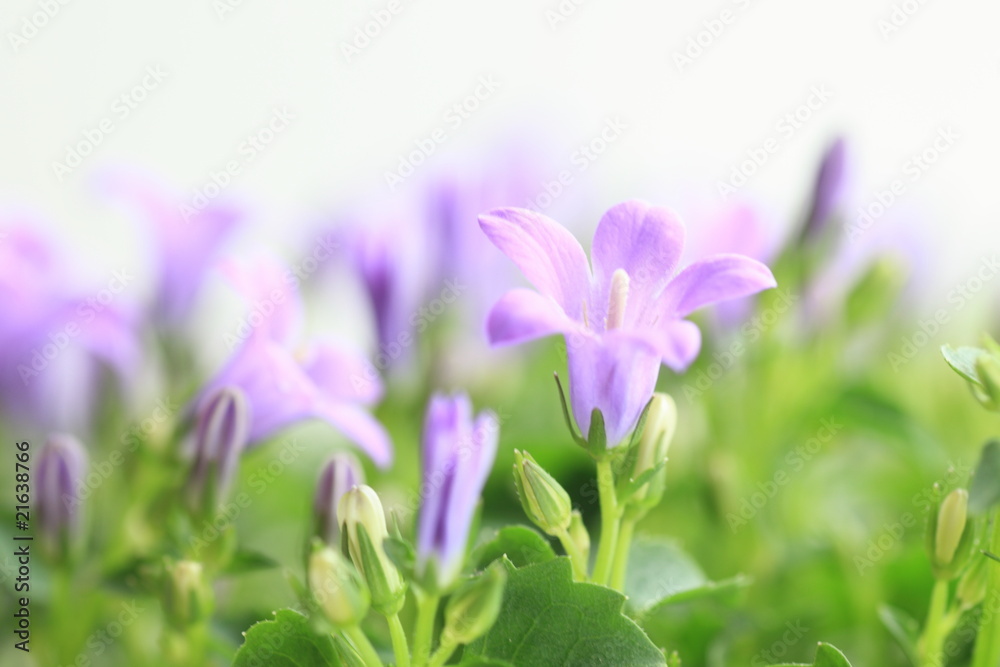 bell flower bell flower