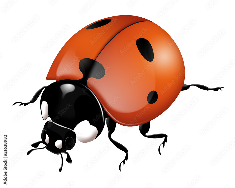 Obraz premium coccinelle