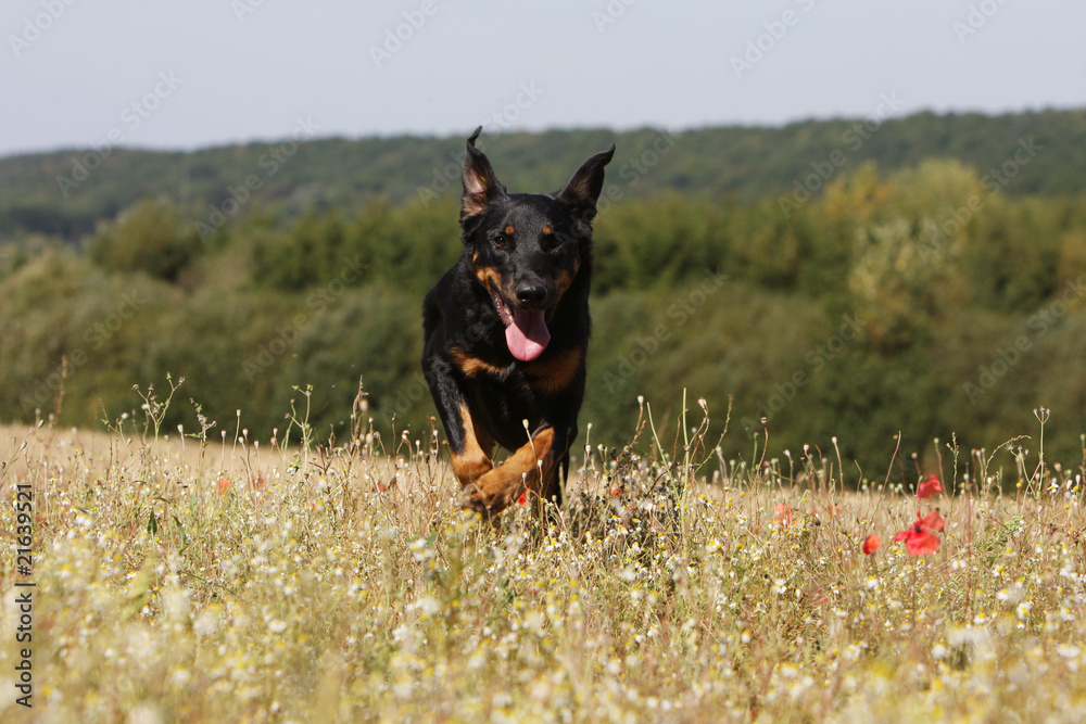 berger de Beauce,beauceron,en course de face