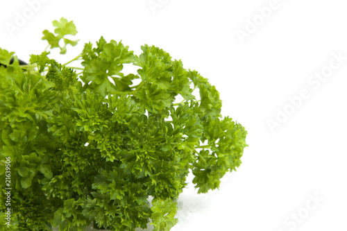 plant of parsley over white background