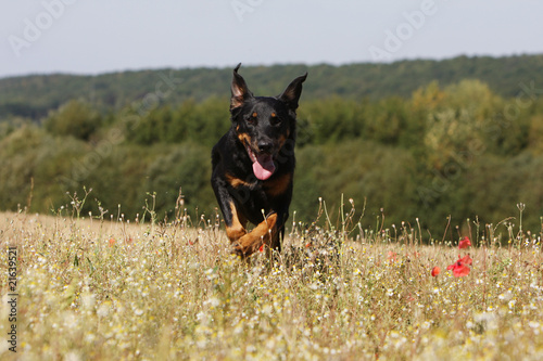Obraz na płótnie berger de Beauce,beauceron,en course de face w salonie