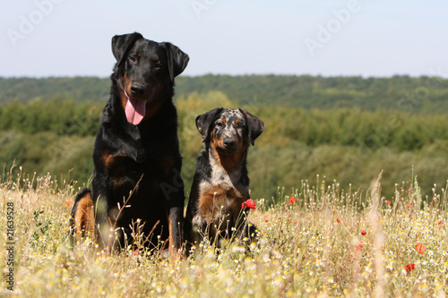 Chienne Beauceron Et Son Bebe Berger De Beauce Stock Photo Adobe Stock
