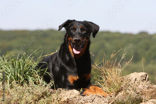 beauceron allongé dans la campagne au soleil