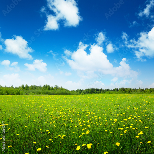 field of spring flowers and perfect sky