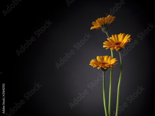 three orange gerber daisy flowers in the spotlight © eyewave