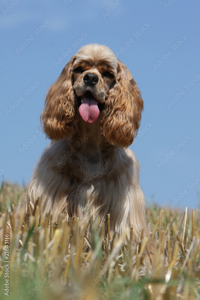 american cocker spaniel de face - cocker américain american cocker spaniel de face - cocker américain