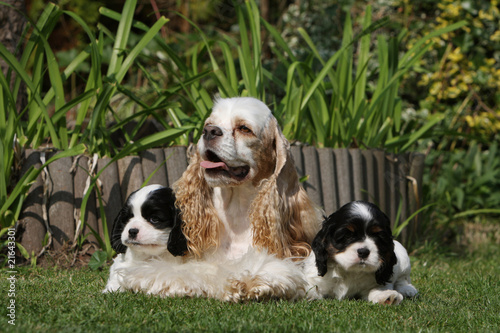 maman cocker américain et ses deux bébés craquants © Dogs