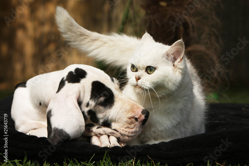 tendresse entre un dogue allemand et un chat blanc