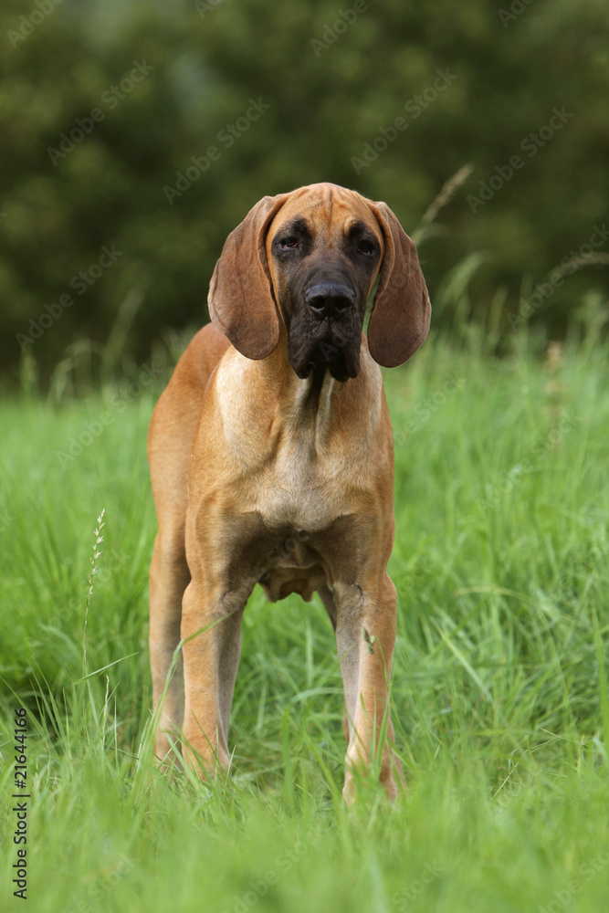 jeune dogue allemand (deutsche dogge) en liberté jeune dogue allemand (deutsche dogge) en liberté